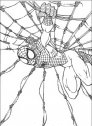 disegno da colorare dell'uomo ragno e della sua micidiale ragnatela