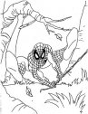 disegno spiderman in azione tra i boschi