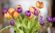 Immagini di fiori tulipani