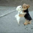 Cani che ballano video