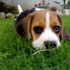 Cucciolo di Beagle video