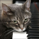 Gatto al pianoforte